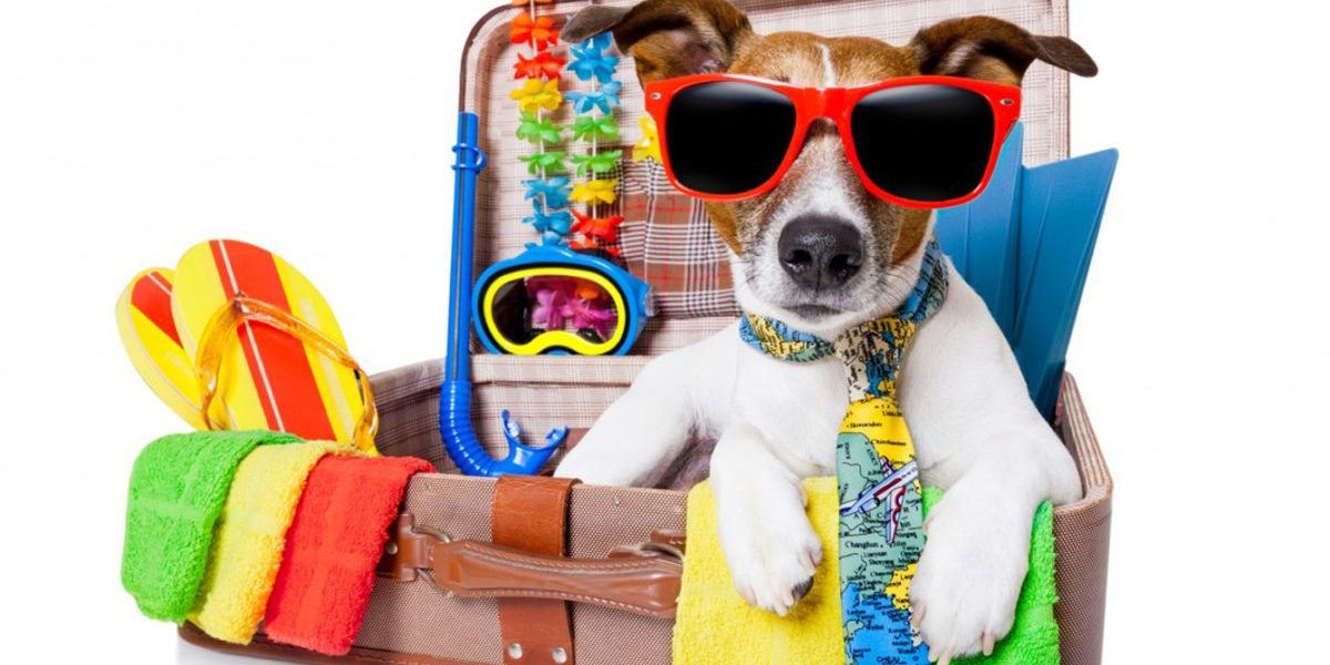 pet-travel-suitcase-dog-1100x825_web