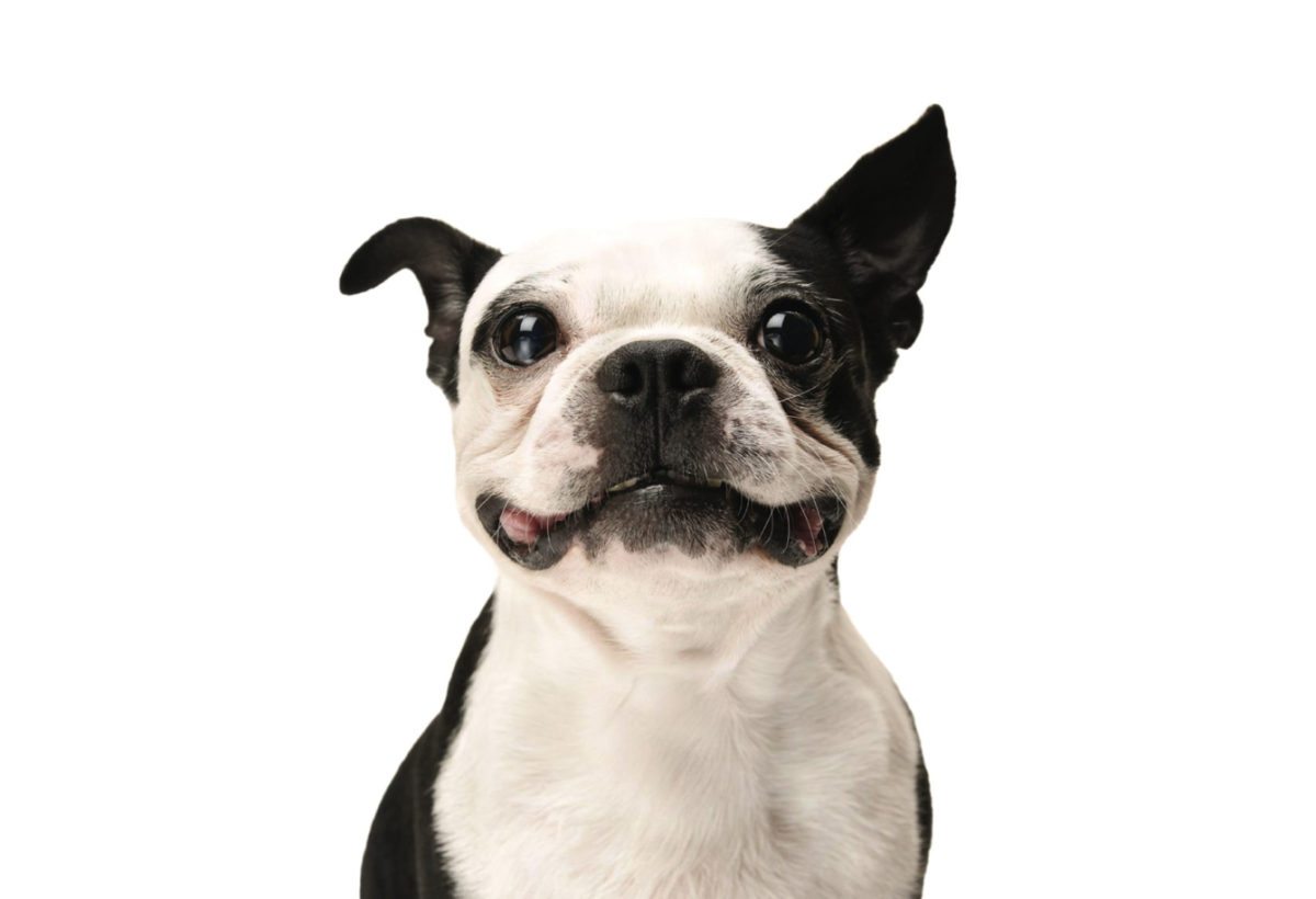 Bull terrierweb SI Spania I Dag