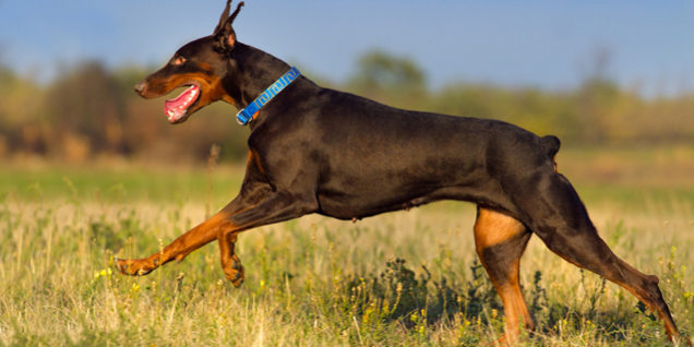 Doberman male run