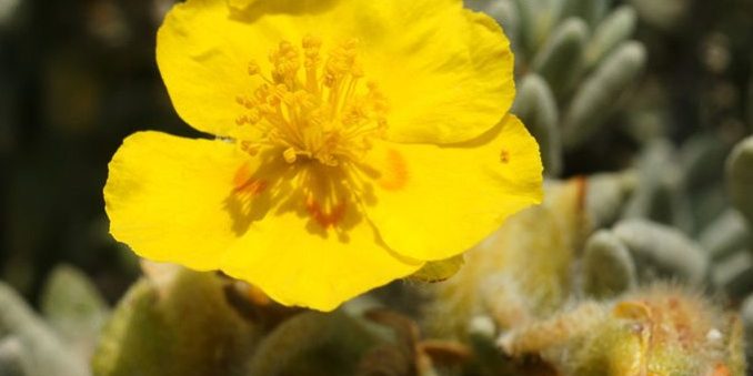 Helianthemum caput-felis lite