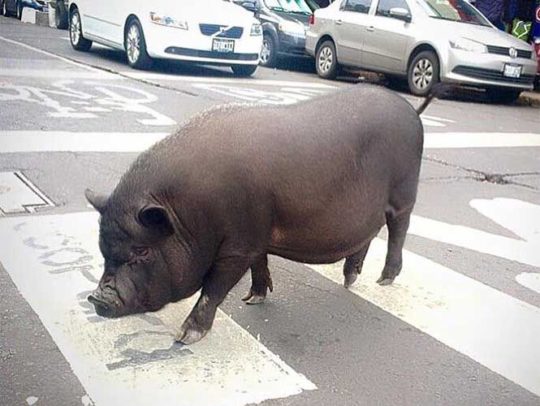 vietnamesiske griser