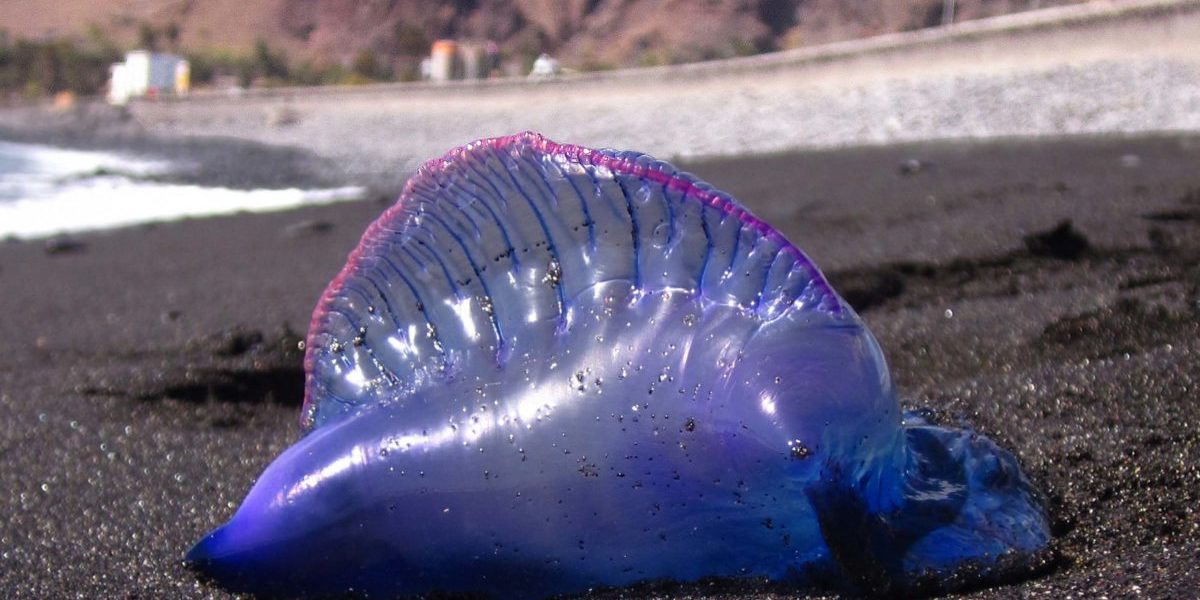 Portugisisk_krigsskip