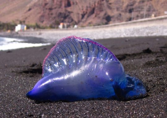 Portugisisk_krigsskip