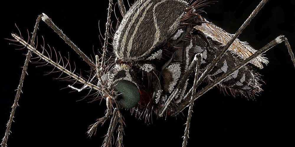 Asian bush mosquito