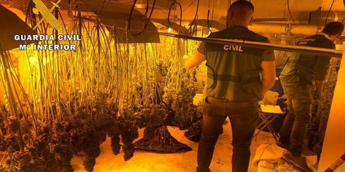 Innendørs plantasje marijuana