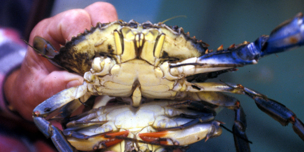 Blue crab