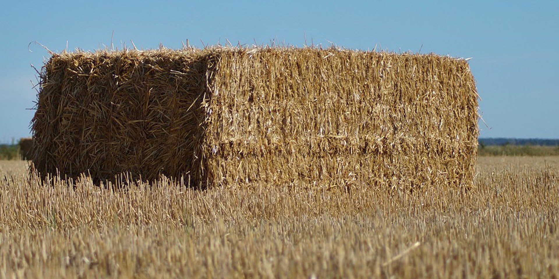 hay