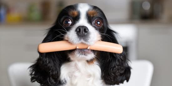 Dog with sausage