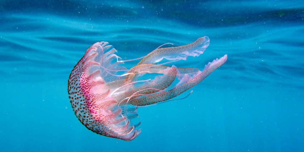 Pelagia Noctilua