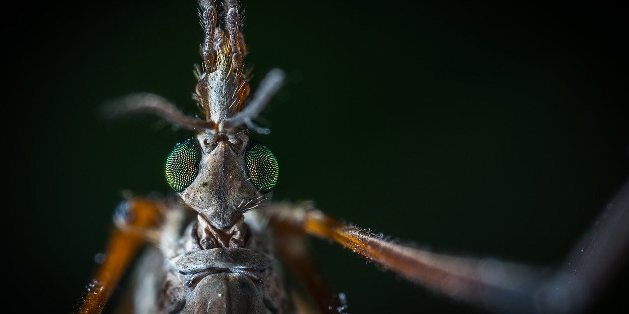 insect mosquito