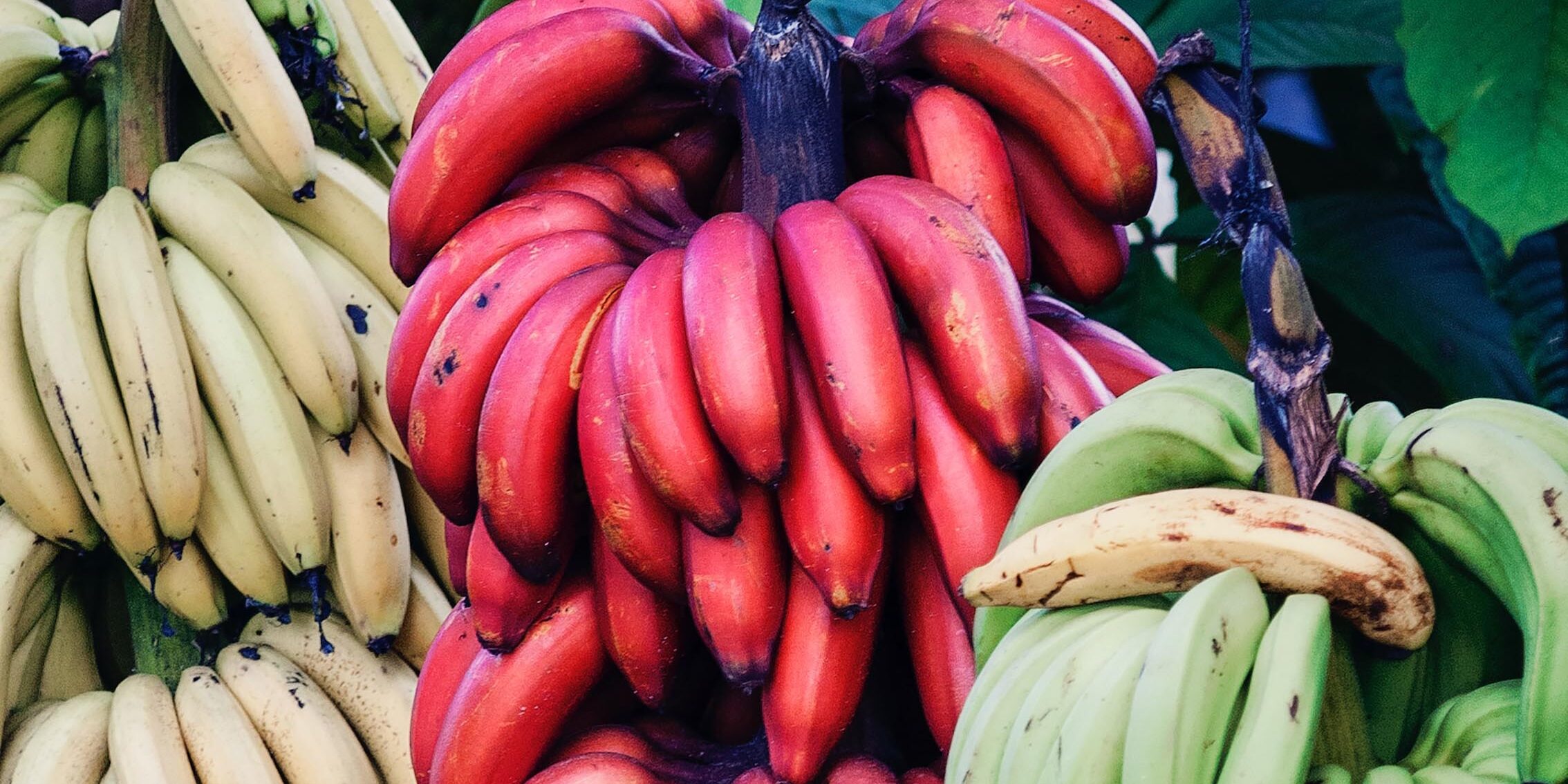 red bananas