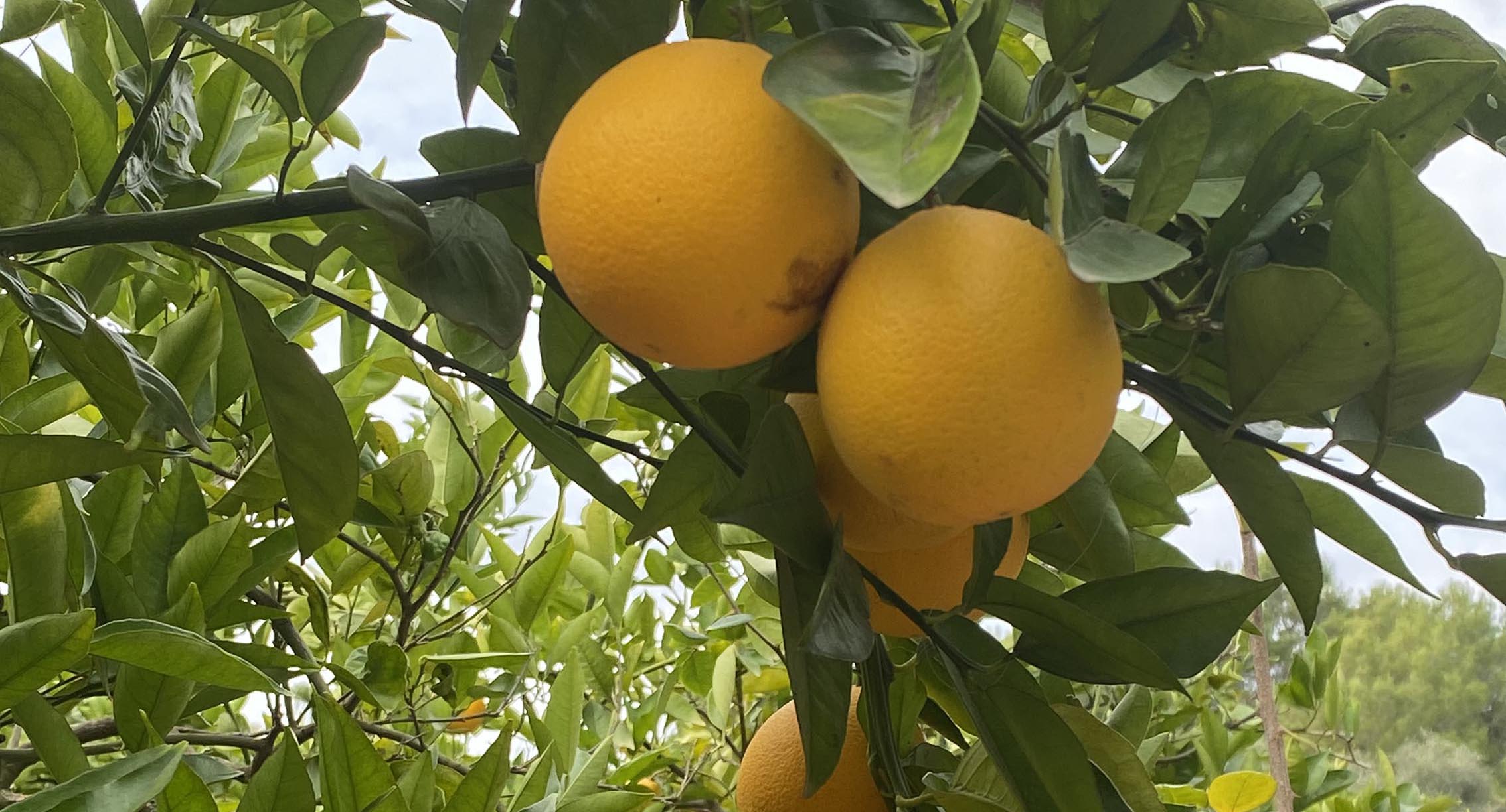 Salget eksploderer i jakten på C-vitaminer