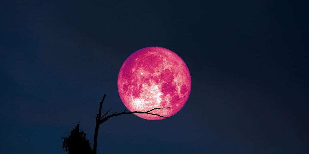 pink moon