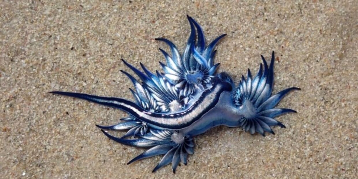blue-dragon