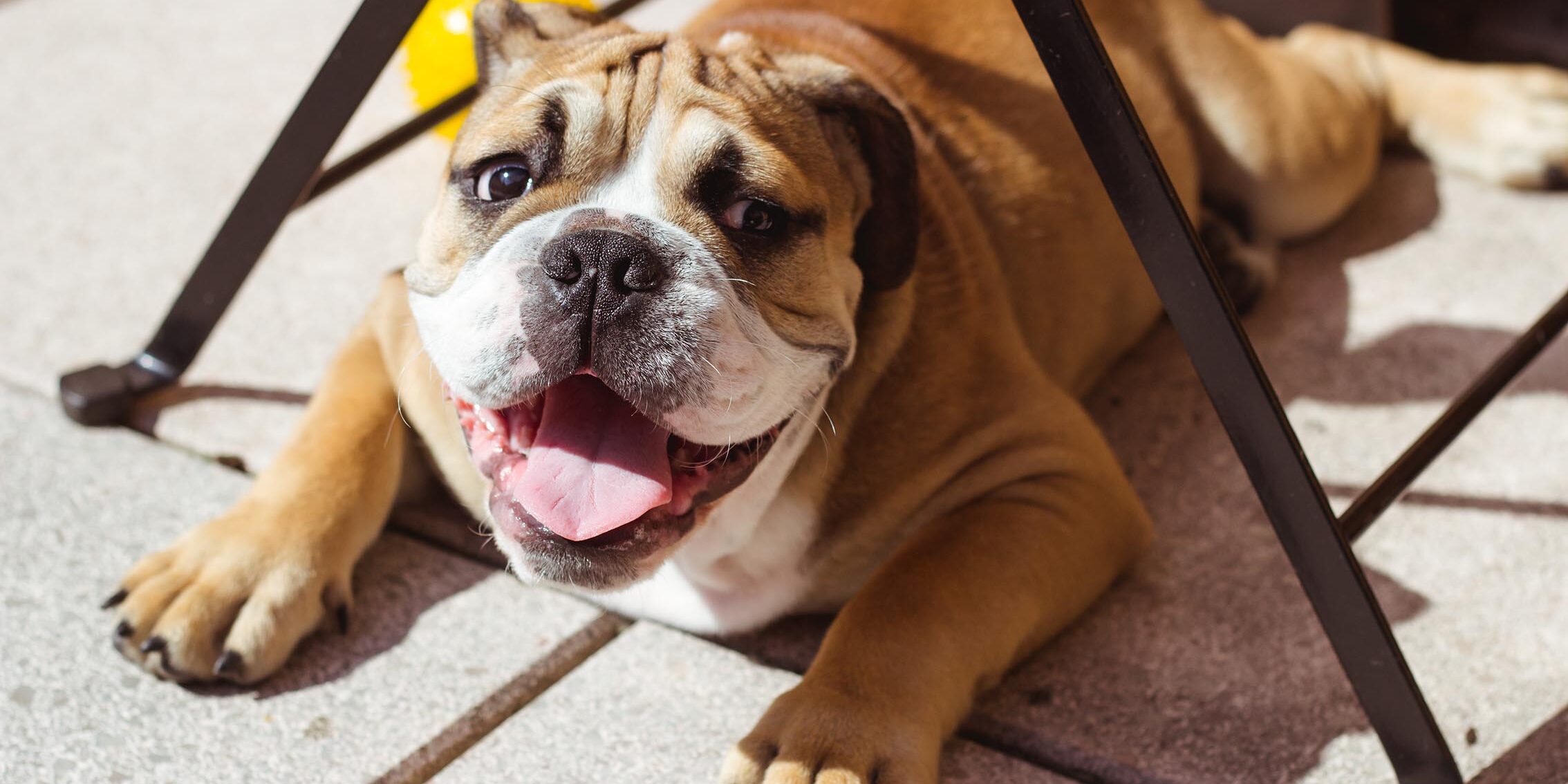 portrait-dog-sitting-tiled-floor