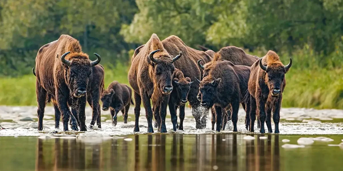 European bison
