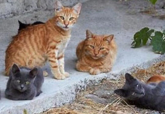 colonia-felina-web