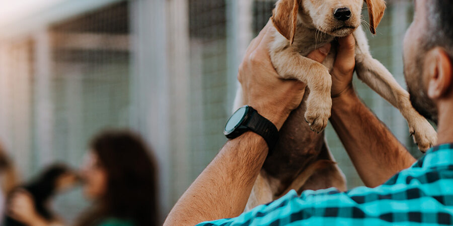 animal shelter