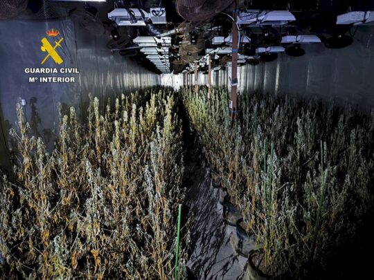 sophisticated-marijuana-farm